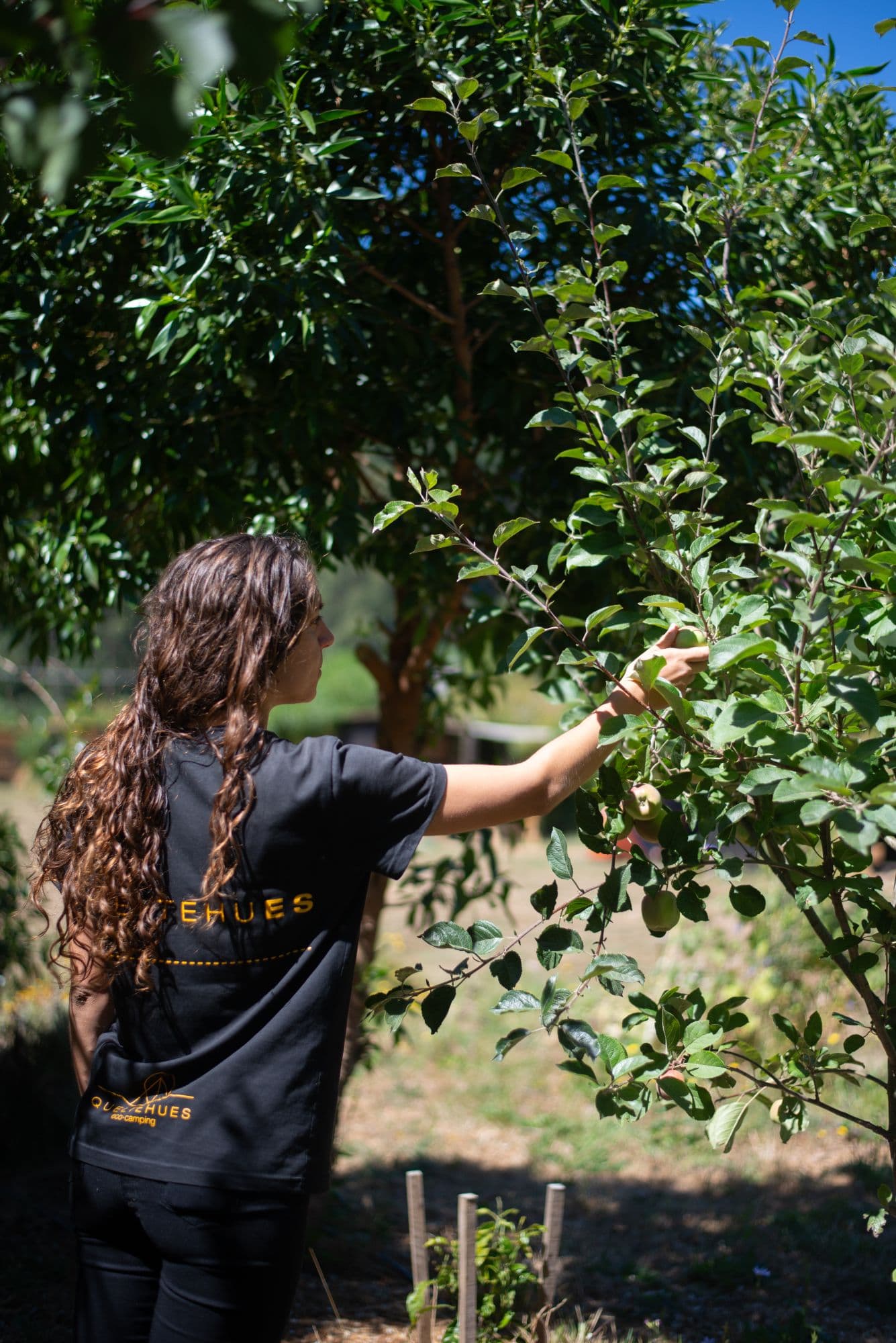 Filas sintrópicas: así cultivamos nuestro propio bosque comestible